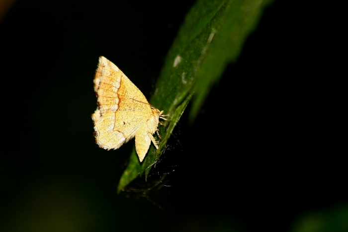 Eteroceri Parco del Ticino
